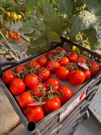 Помидоры Сорт ронвайн