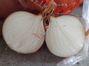 Лук репчатый