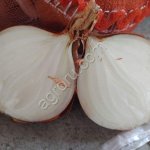 Лук репчатый