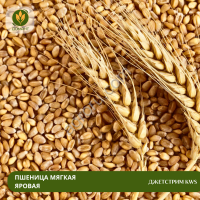 Семена пшеницы Джетстрим KWS (Рс1)