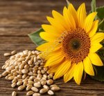 Ядро подсолнечника оптом от производителя (Алтайский край)