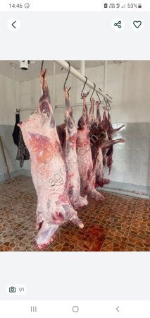 Мясо сайгака с Казахстана.