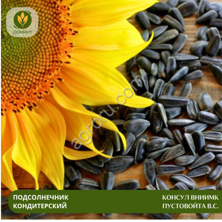 Семена подсолнечника Консул ВНИИМК Пустовойта В.С.