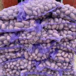 Картофель Редскарлет