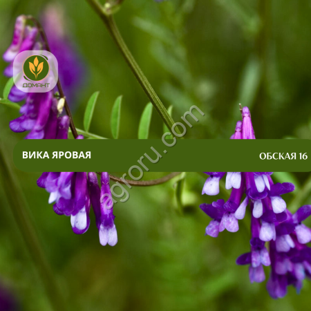 Семена вики яровой Обская 16 (ЭС)