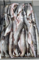 Щука, язь, пыжьян рыба свежемороженая