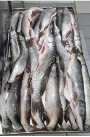 Щука, язь, пыжьян рыба свежемороженая