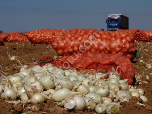 Стардаст семена лука репчатого