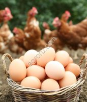 Яйцо куриное домашнее