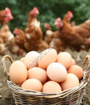Яйцо куриное домашнее