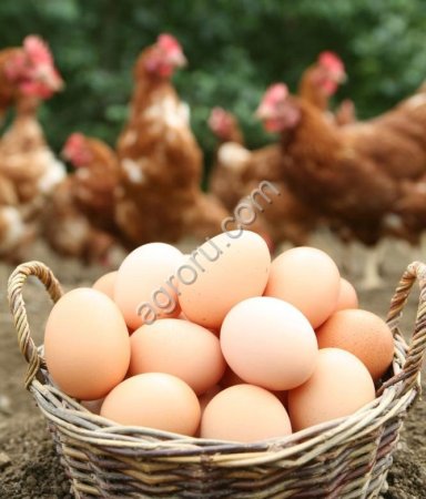 Яйцо куриное домашнее
