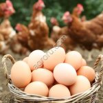 Яйцо куриное домашнее