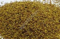 Клевер луговой (семена)