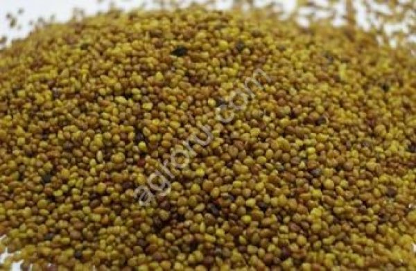 Клевер луговой (семена)