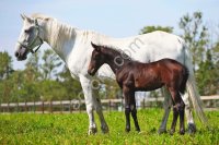 Орловская рысистая кобылка