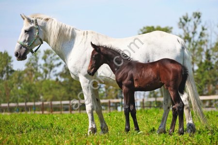 Орловская рысистая кобылка