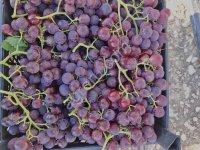 Виноград