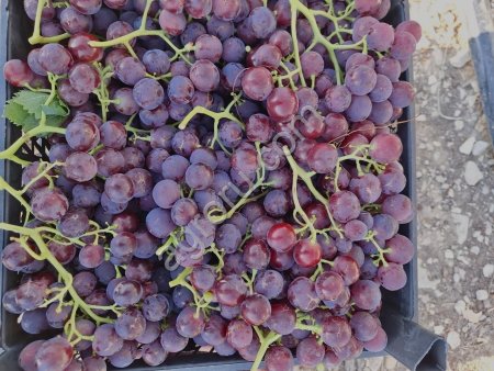 Виноград