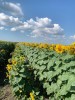 Семена подсолнечника ГРАНД СТАР 50