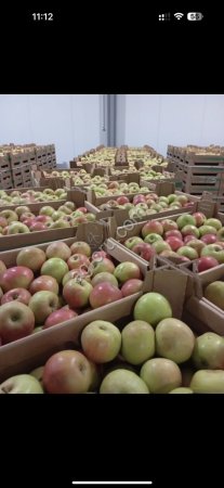 Яблоки от производителя