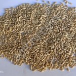 Ячмень 2024 года