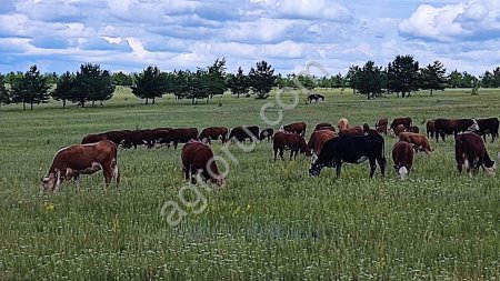 стадо КРС герефордской породы