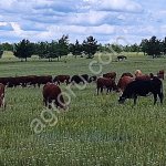 стадо КРС герефордской породы