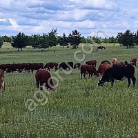 стадо КРС герефордской породы