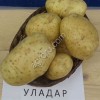 Семенной картофель