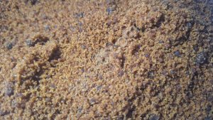 Сахар-сырец