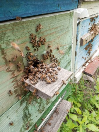 Пчелы, пчелопакеты в Курской области