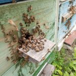 Пчелы, пчелопакеты в Курской области