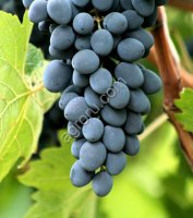Виноград