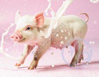 Заменитель свиноматочного молозива «Капилакт А» новорожденным поросятам с 1 по 3 день жизни