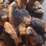 Чага березовая