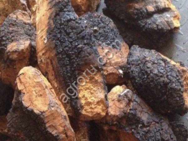 Чага березовая