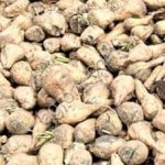 Завод по производству сахара