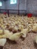 Суточные и подрощенные гусята Линда