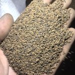 Семена многолетних и однолетних трав