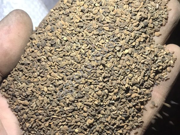 Семена многолетних и однолетних трав