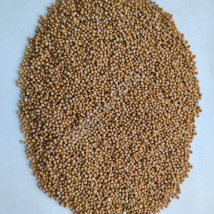 Горчица белая