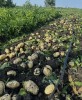 Картофель КФХ