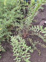 Спирея серая Грефшейм, Спирея Японская