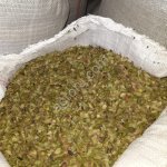 Толокнянка лист