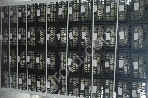 Салат Китайский/Капуста Пекинская