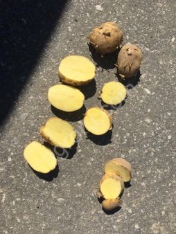 картофель оптом от КФХ