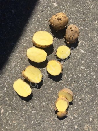 картофель оптом от КФХ