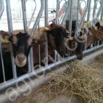 Ограждение кормового стола для КОЗ (хэдлок)