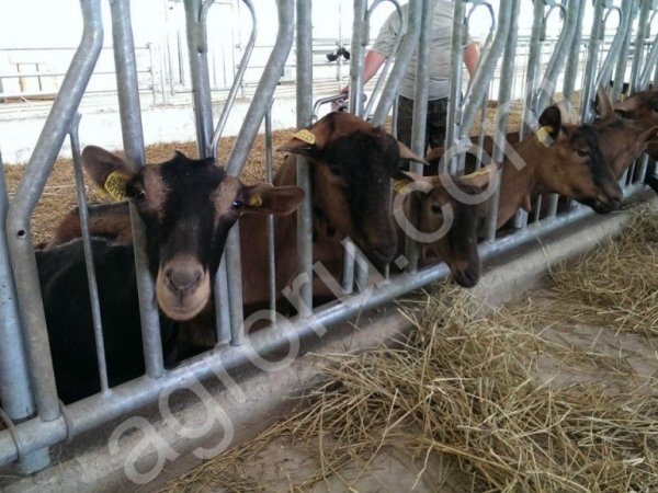 Ограждение кормового стола для КОЗ (хэдлок)