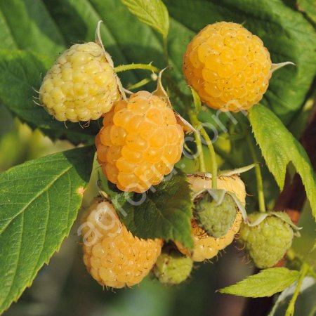 Малина крупноплодная